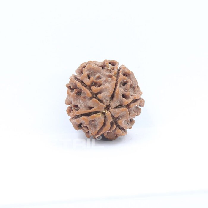 Natural Round Shape Mukhi Rudraksha Grams From Nepal I G L Lab