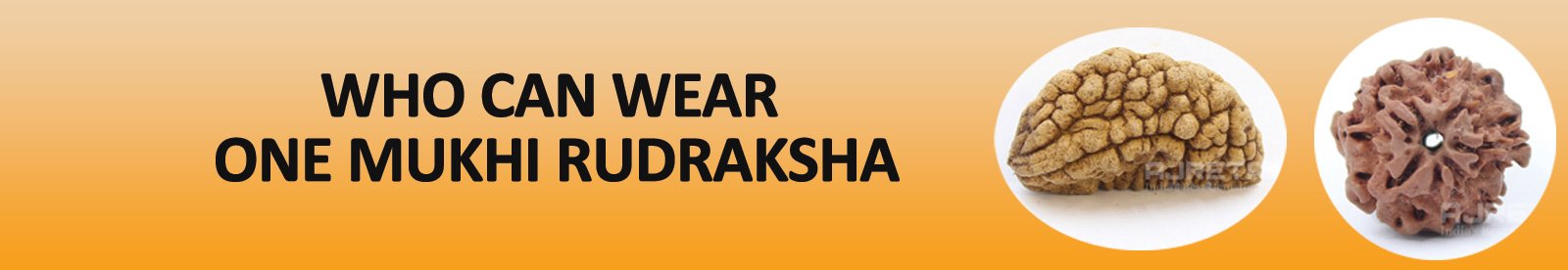 Who can wear 1 Mukhi Rudraksha?