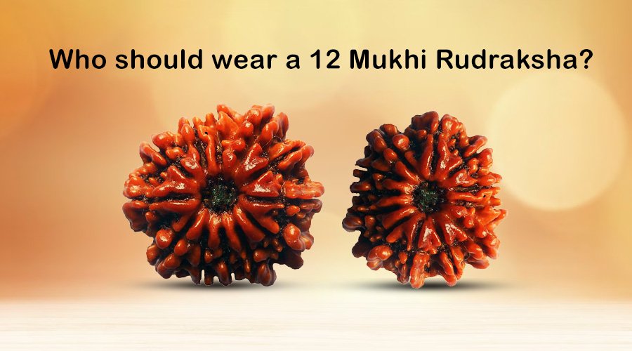 Who should wear a 12 Mukhi Rudraksha?