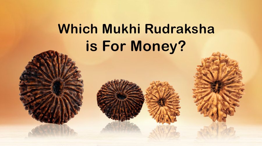Which Mukhi Rudraksha is for Money?